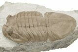 Prone Asaphus Plautini Trilobite Fossil - Russia #200407-1